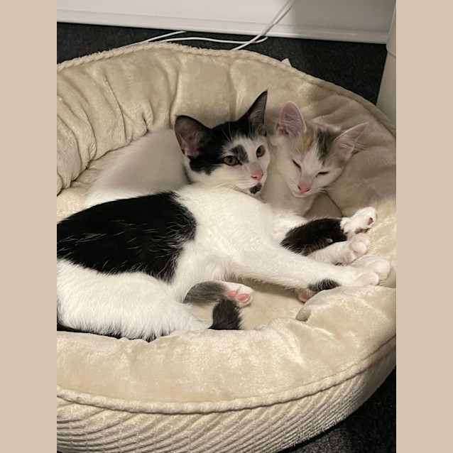 Photo of Patches