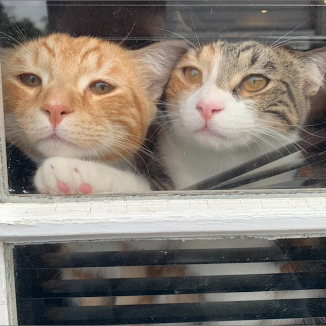 Photo of Rocky And Gypsy