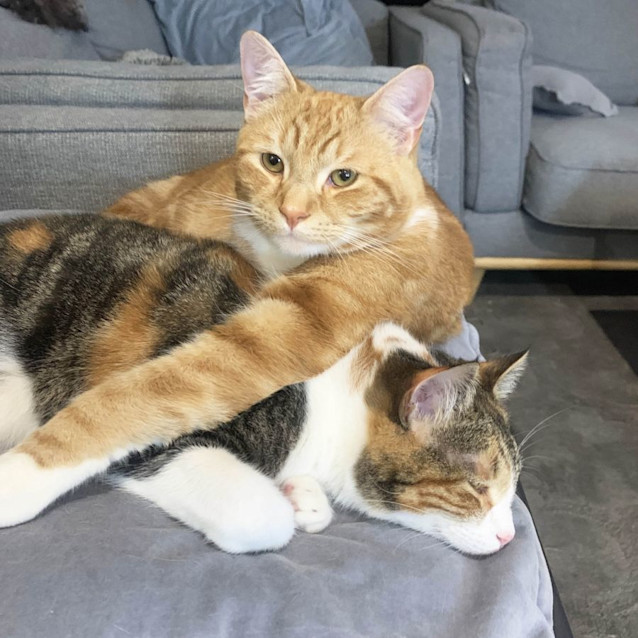Photo of Rocky And Gypsy