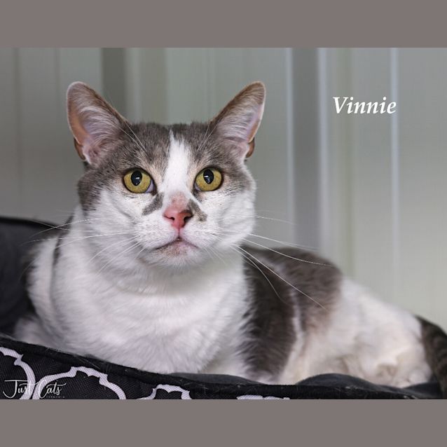 Photo of Vinnie   Mowbray