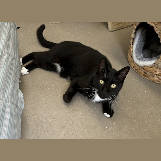 Photo of C1266 Pepper