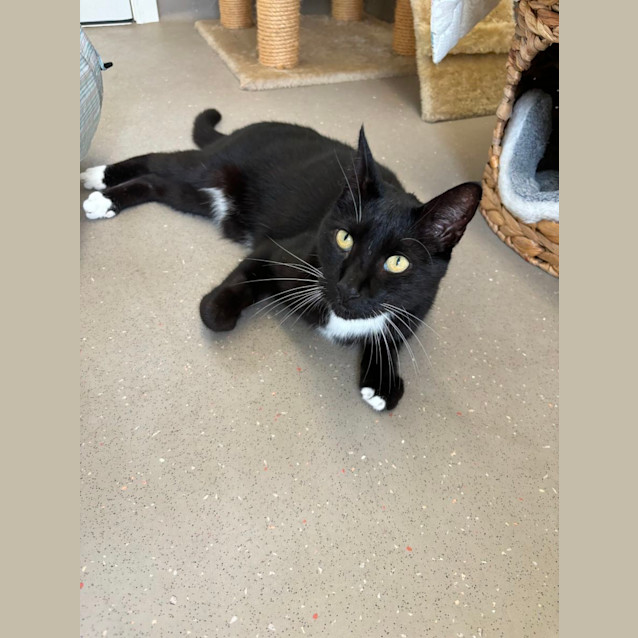 Photo of C1266 Pepper