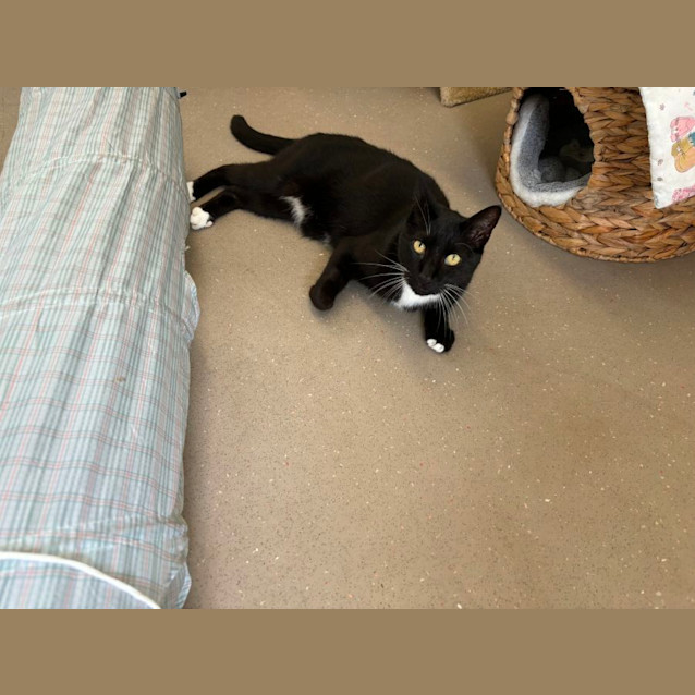 Photo of C1266 Pepper