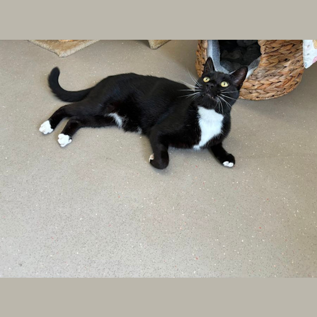 Photo of C1266 Pepper