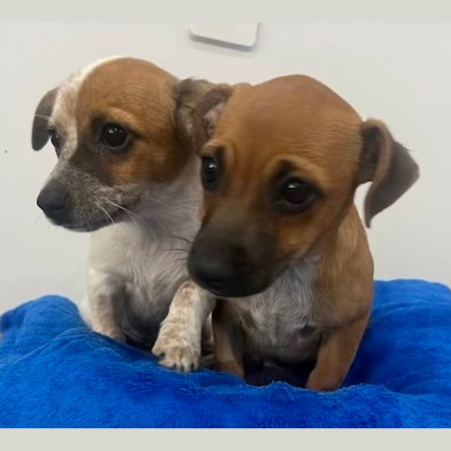 Photo of Betty And Wilma (Available Separately)