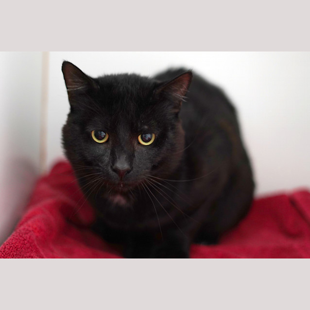 Photo of Simon