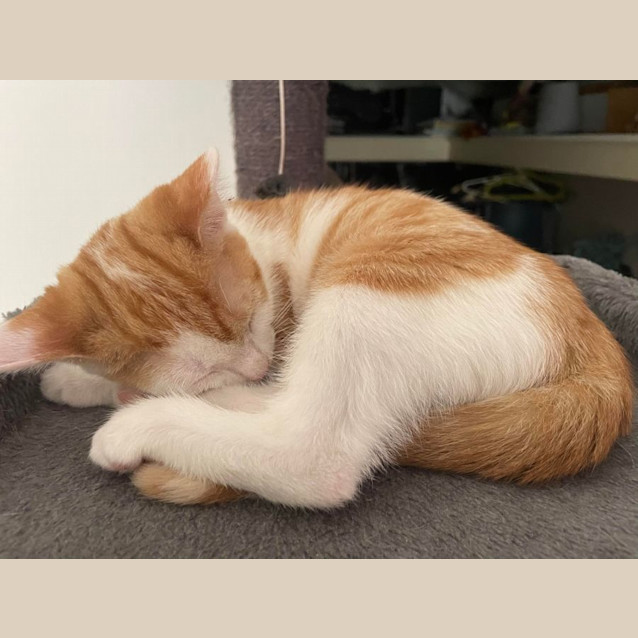 Photo of Rose   Located In Bentleigh East