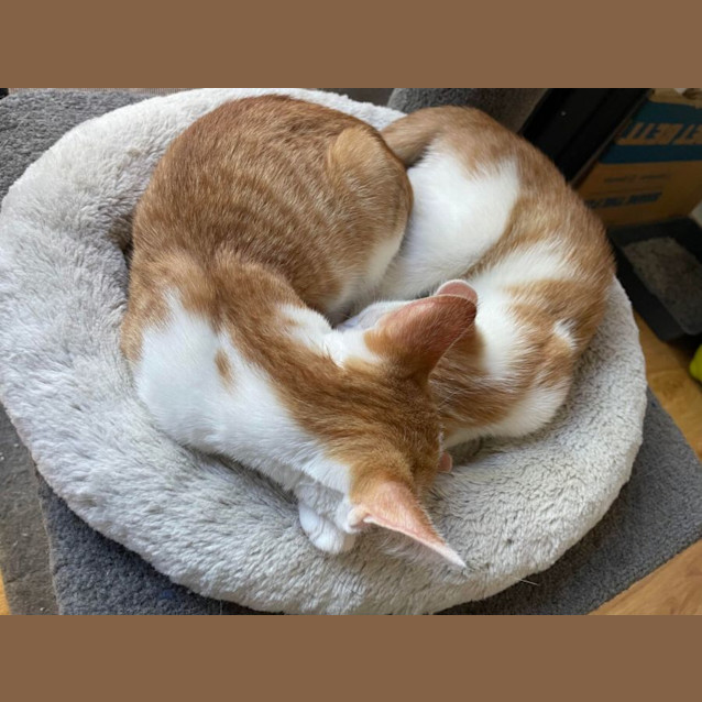 Photo of Rose   Located In Bentleigh East