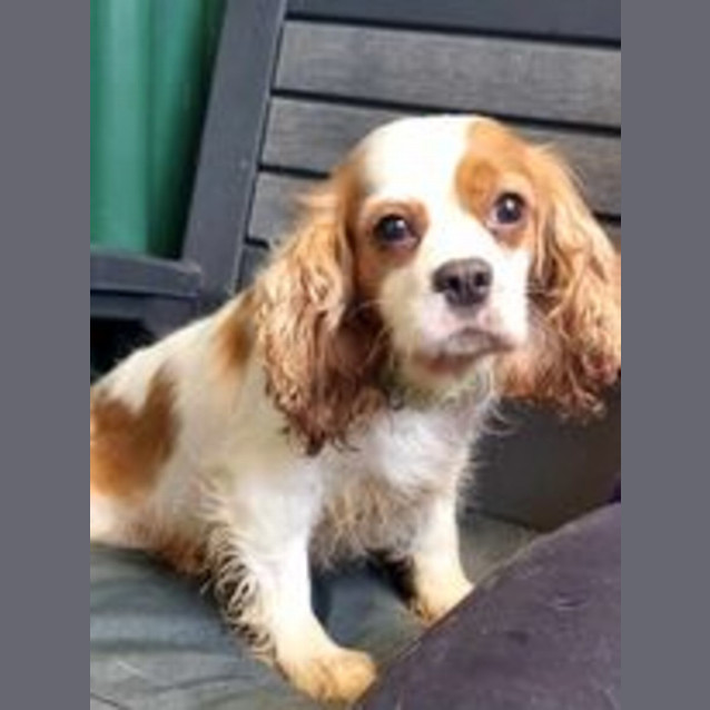 Photo of Maple