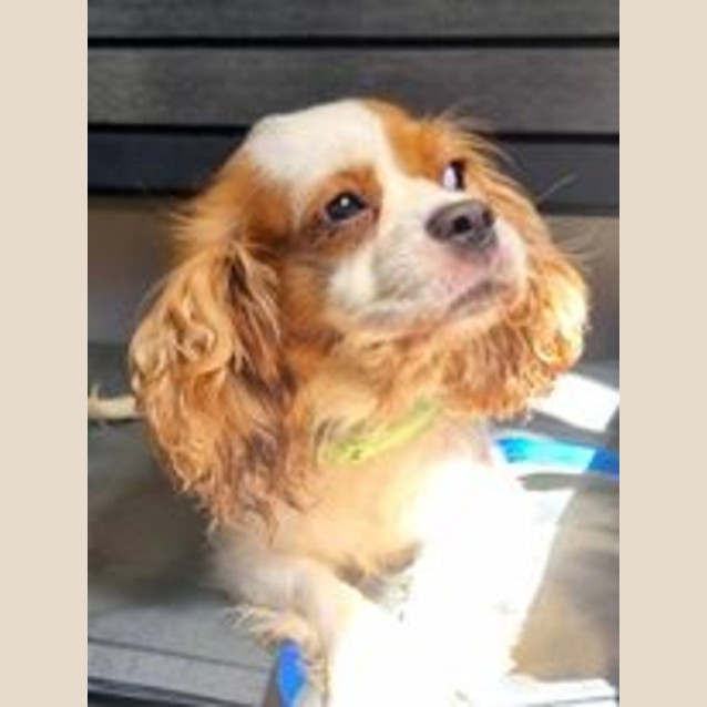 Photo of Maple