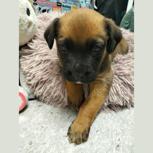 Photo of D941 Bandit 