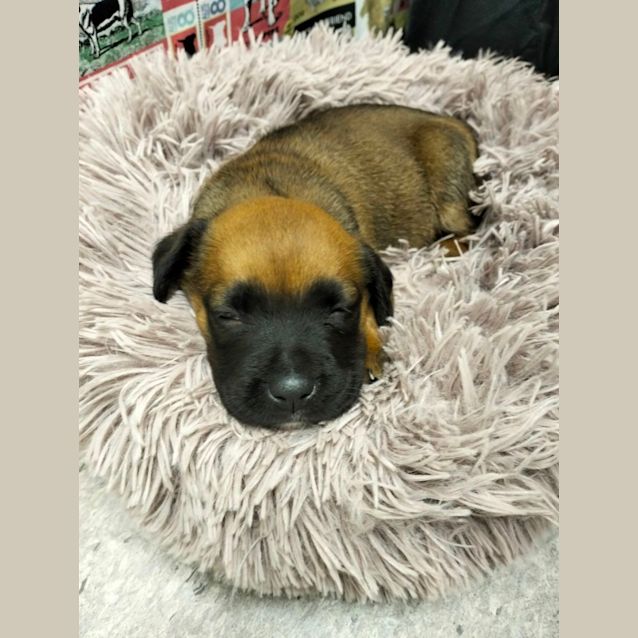 Photo of D941 Bandit 