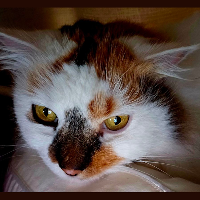 Photo of Crystal