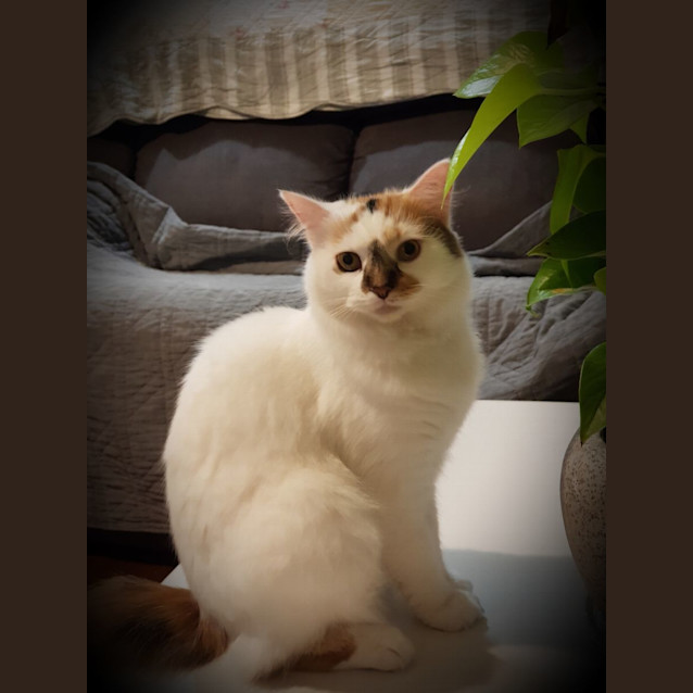 Photo of Crystal