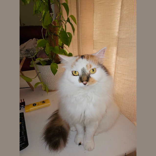Photo of Crystal