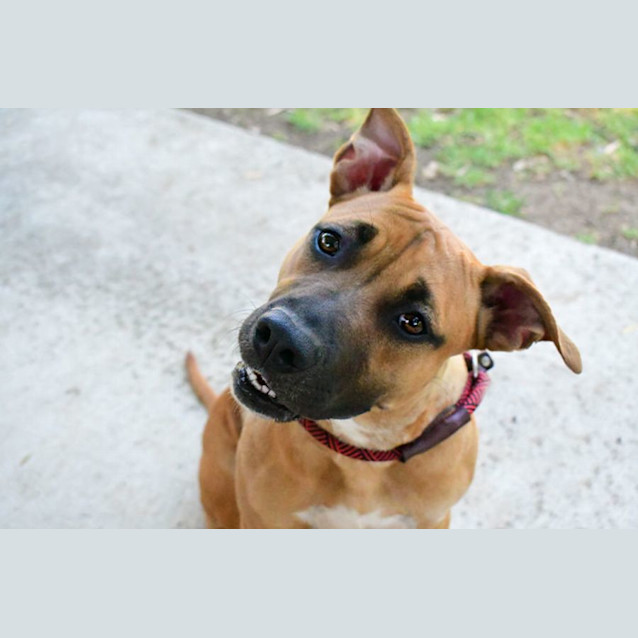 Photo of Astra