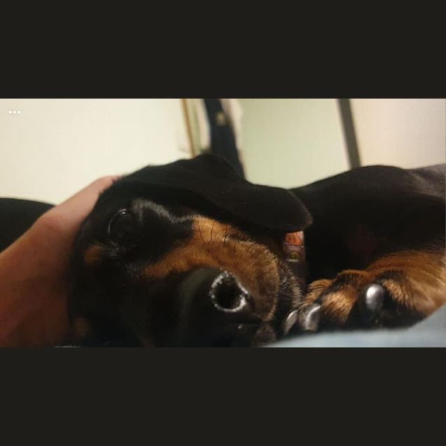 Photo of Lottie And Maverick 