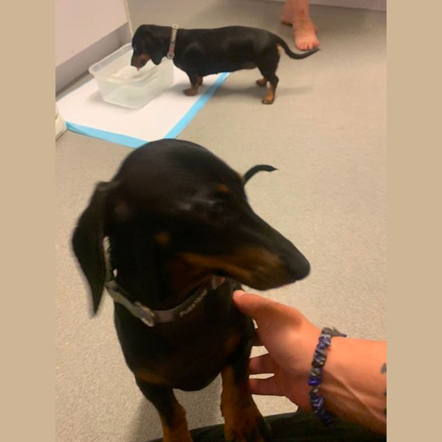 Photo of Lottie And Maverick 