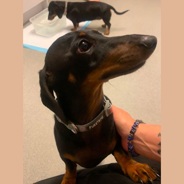 Photo of Lottie And Maverick 