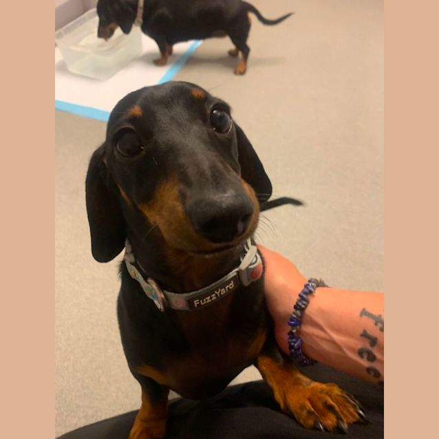 Photo of Lottie And Maverick 