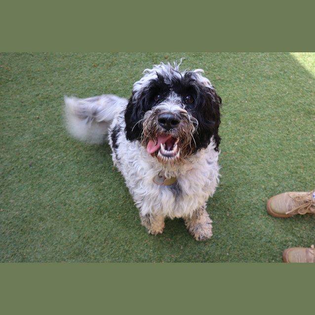 Photo of Daisy