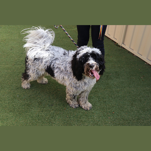 Photo of Daisy