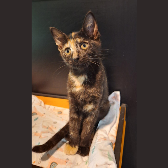 Photo of Violet (Crumble)