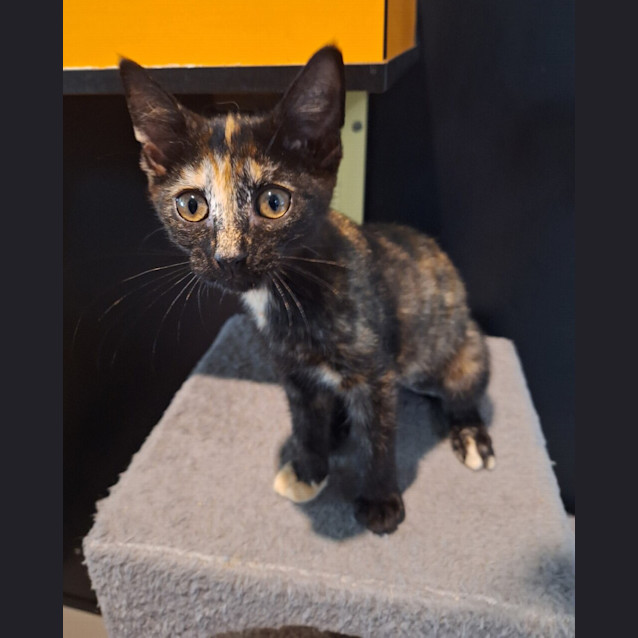 Photo of Violet (Crumble)