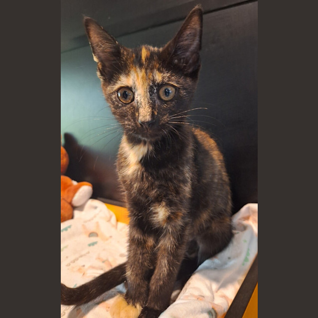 Photo of Violet (Crumble)