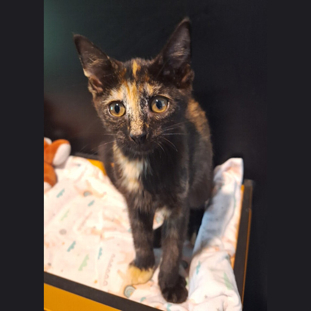 Photo of Violet (Crumble)