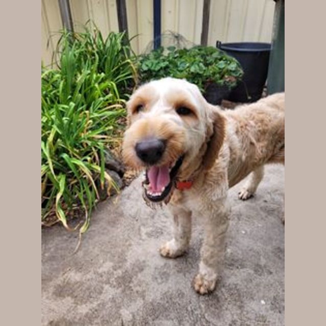 Photo of Duffy   Groodle