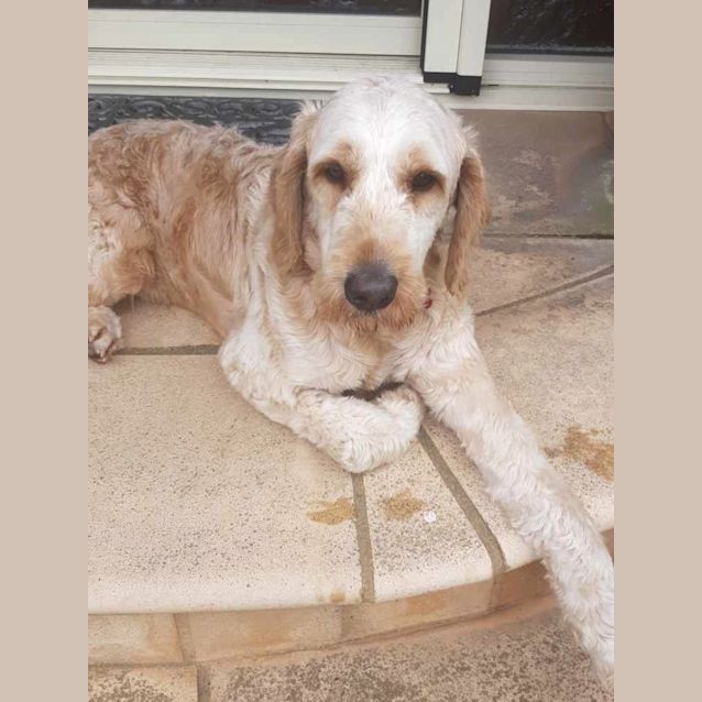 Photo of Duffy   Groodle