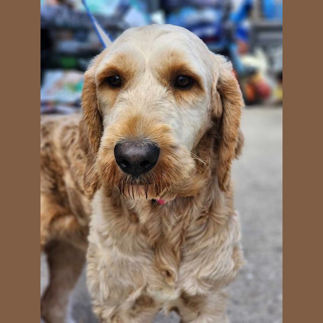 Photo of Duffy   Groodle