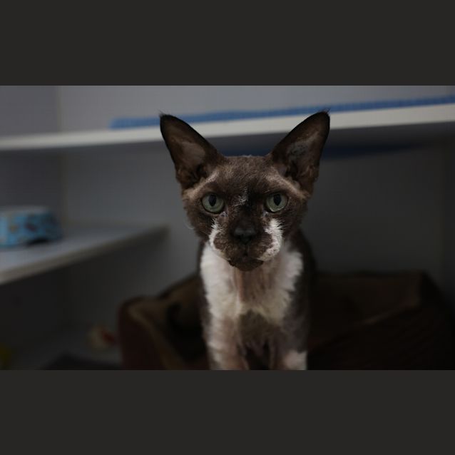 Devon Rice Pudd Pudding - Male Devon Rex Mix Cat in VIC - PetRescue
