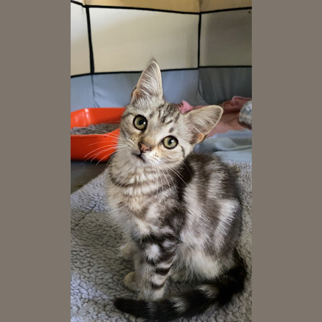 Photo of Calypso