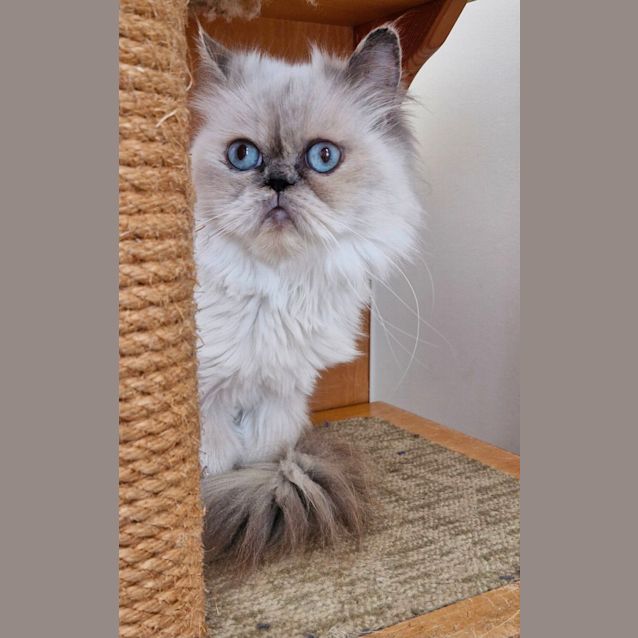 Photo of C1284 Fairy Floss 