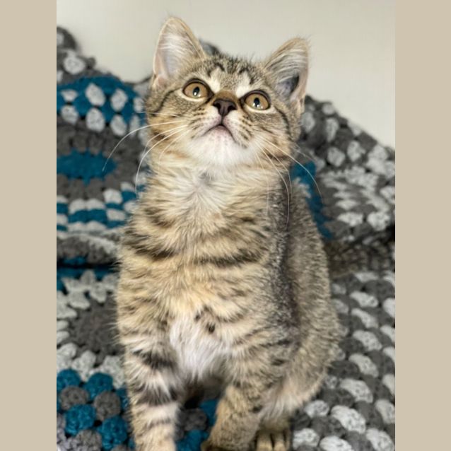 Photo of Clover