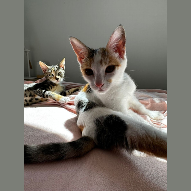 Photo of Callie