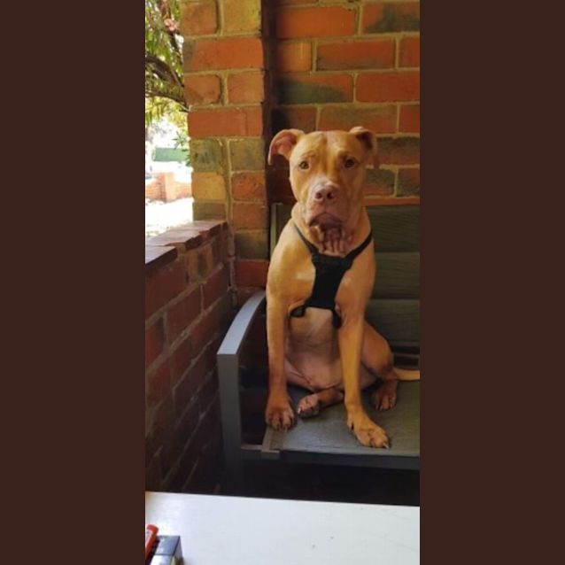 Photo of Tonka 