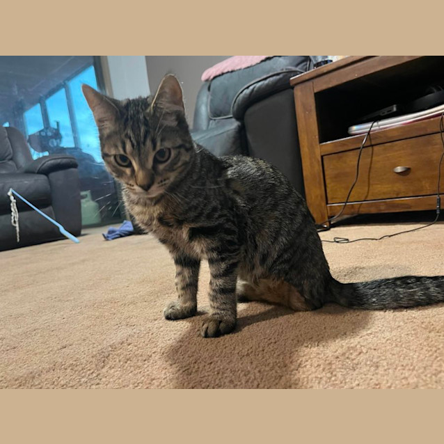 Photo of Boog The Tripod Kitten