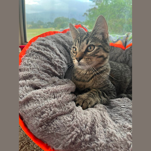 Photo of Boog The Tripod Kitten