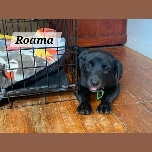 Photo of Roama