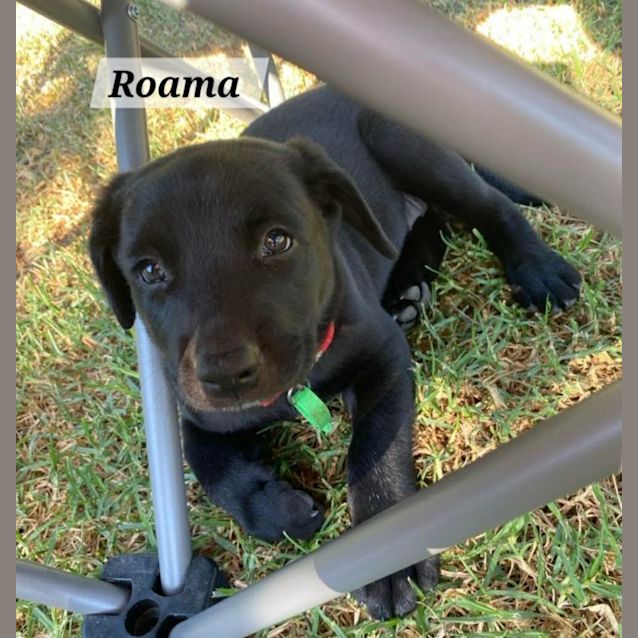 Photo of Roama