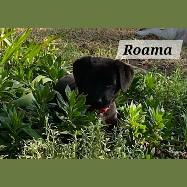 Photo of Roama