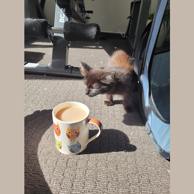 Photo of Cinnamon