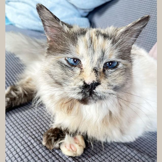 Photo of Tilly **2nd Chance Cat Rescue**