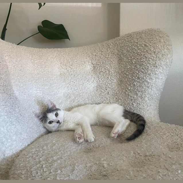 Photo of Momo 