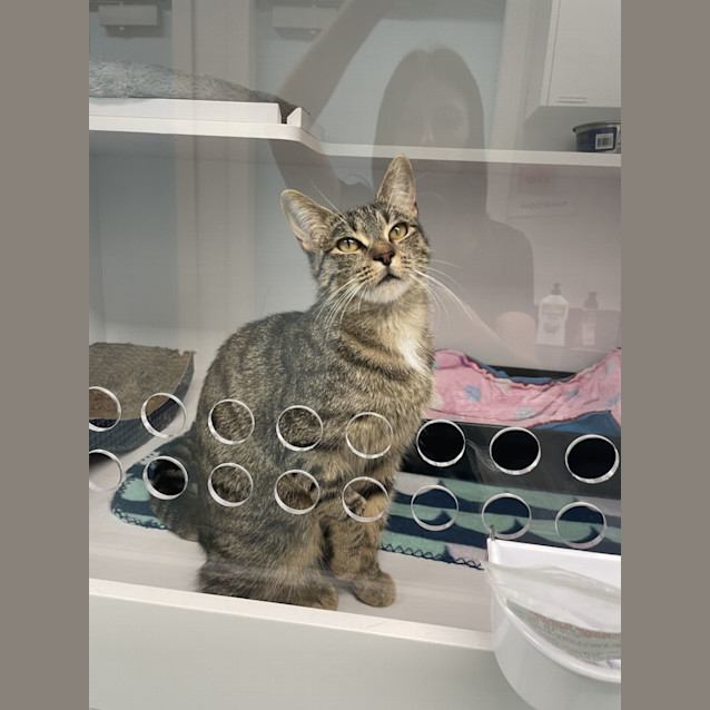 Photo of Honey Hazel