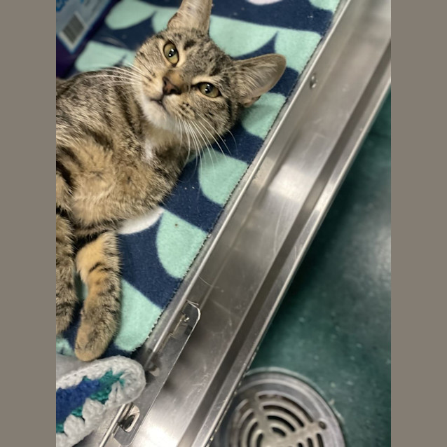 Photo of Honey Hazel