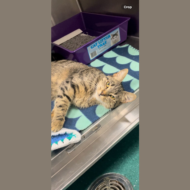 Photo of Honey Hazel